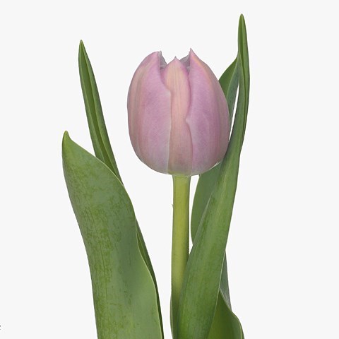 Tulips Katinka