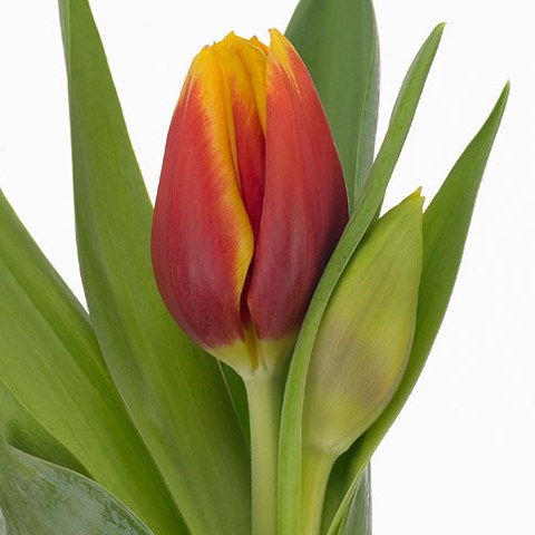 Tulips Kees Nelis