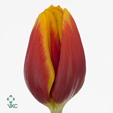 Tulips Kees Nelis
