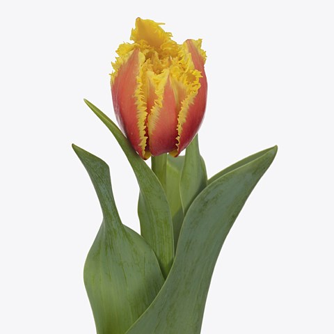 Tulips Kensington