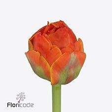 Tulips Kingsday