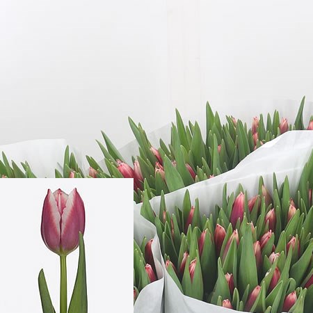 Tulips La Mancha