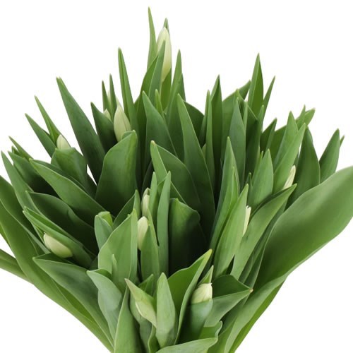 Tulips Lanka