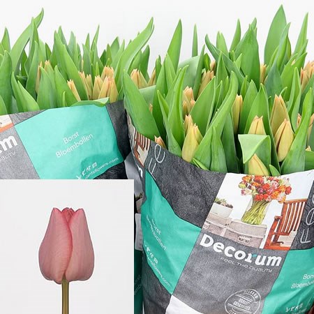 Tulips Lasergame