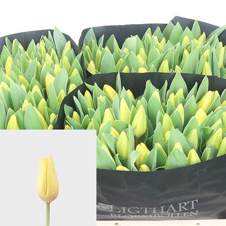 Tulips Lemon Ice