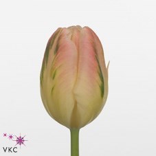 Tulips Libretto (Parrot)
