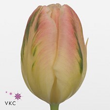 Tulips Libretto Parrot