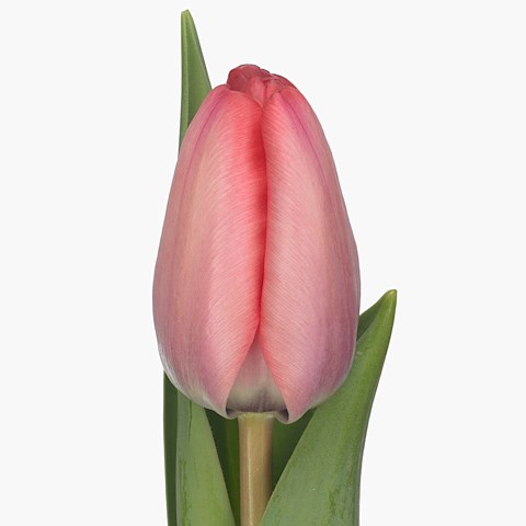 Tulips Ligata