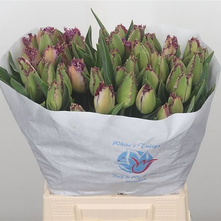 Tulips Lilac Frizzles