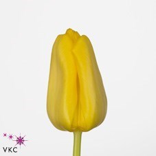 Tulips Lions Glory