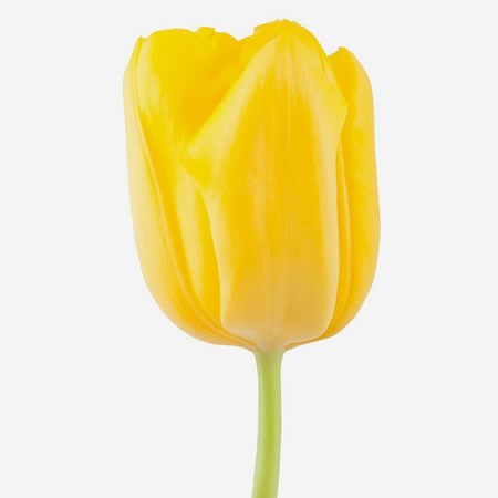 Tulips Lions Glory