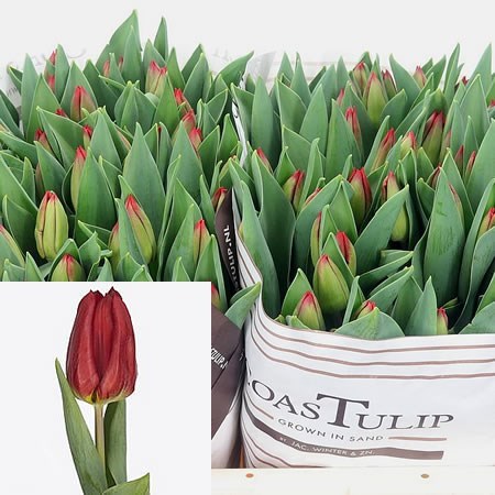 Tulips Loveflight