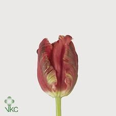 Tulips Lucky (Parrot)