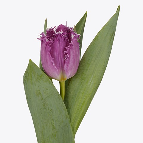Tulips Magic Dream