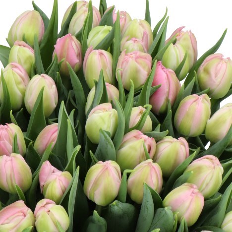Tulips Maitresse