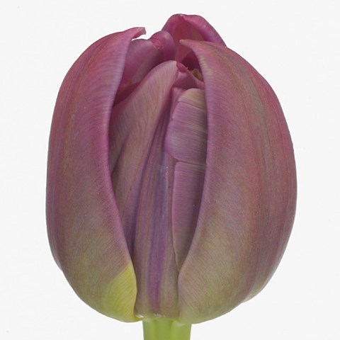 Tulips Margarita