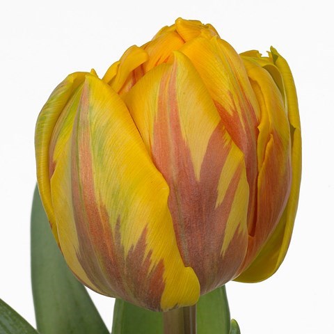 Tulips Margriet Double