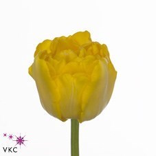 Tulips Marie Jo