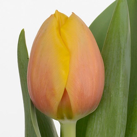 Tulips Marit