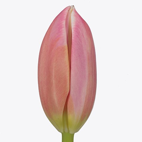 Tulips Mark Design
