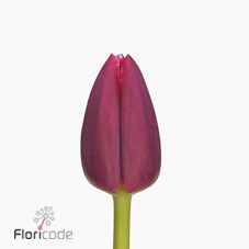 Tulips Masterclass