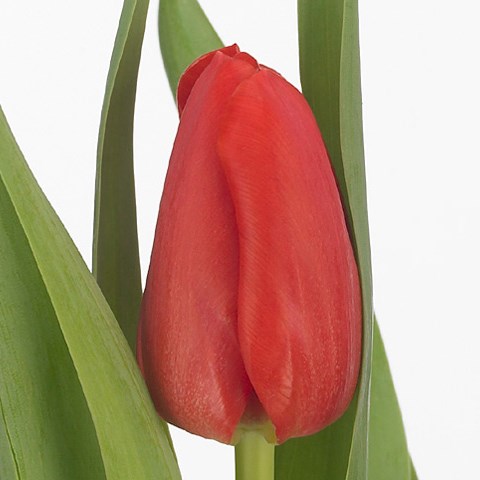 Tulips Merapi