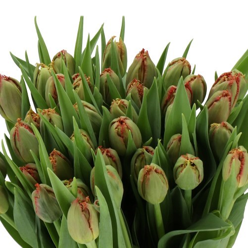 Tulips Mi Amor