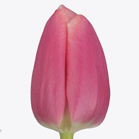 Tulips Milkshake