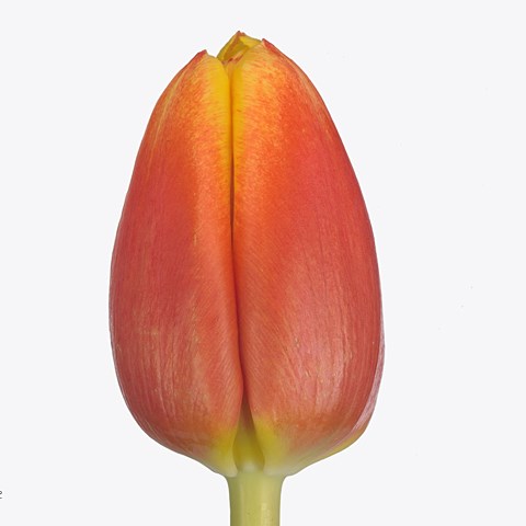 Tulips Minsk