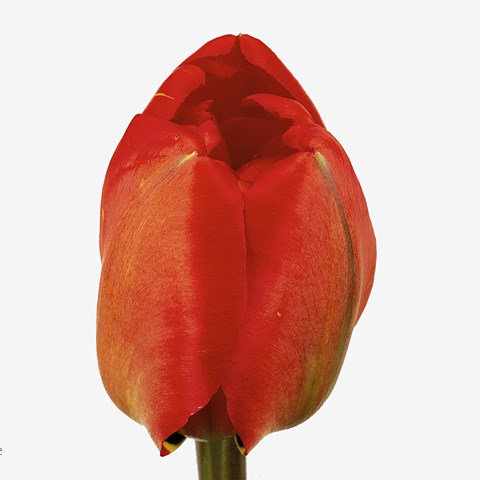 Tulips Miranda