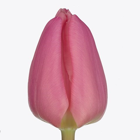 Tulips Molto Amata