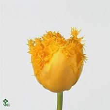Tulips Mon Amour