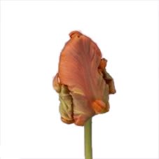 Tulips Monarch (Parrot)