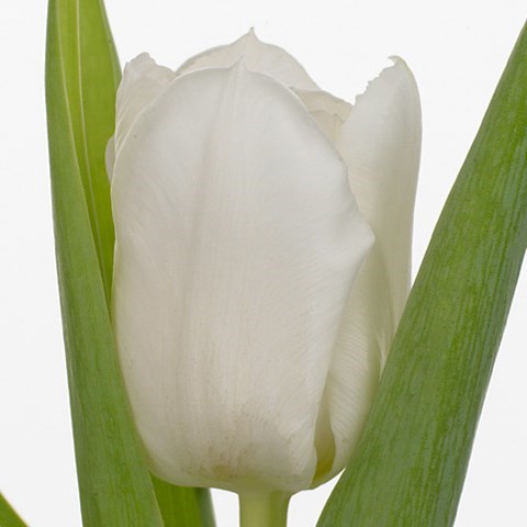 Tulips Mondial