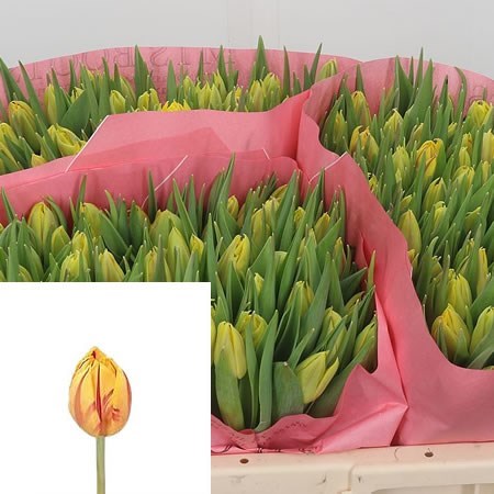 Tulips Monsella