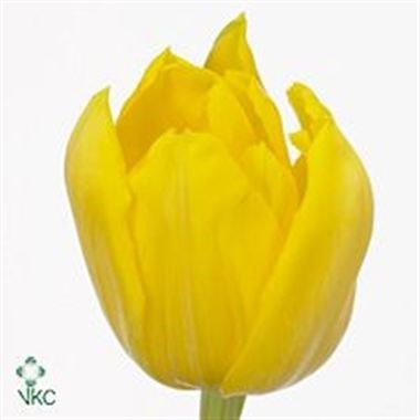 Tulips Monte Carlo