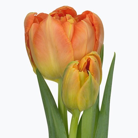 Tulips Monte Orange