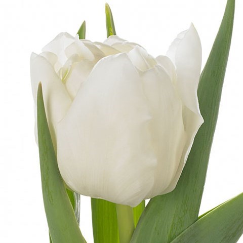 Tulips Montorino