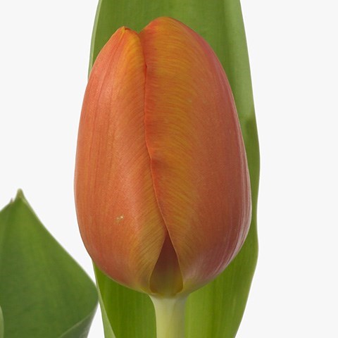 Tulips Morgana