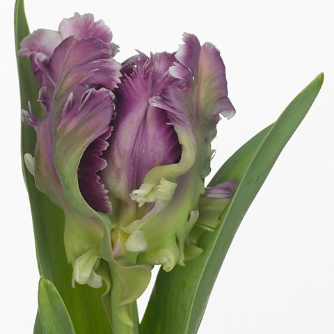 Tulips Mysterious Parrot
