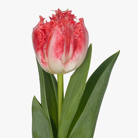 Tulips Neglige