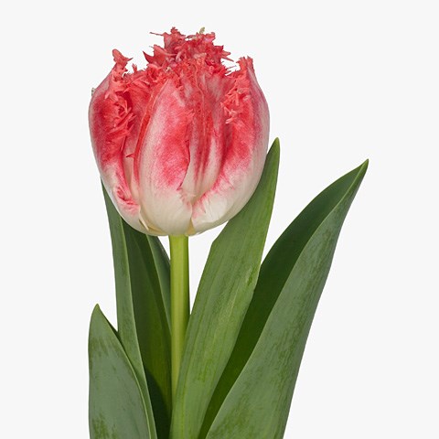 Tulips Neglige