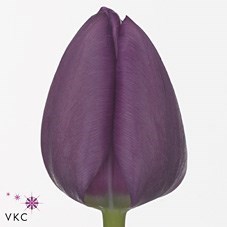 Tulips Negrita