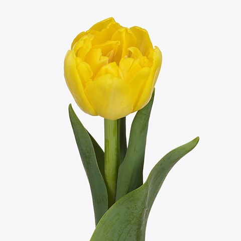 Tulips Nikon