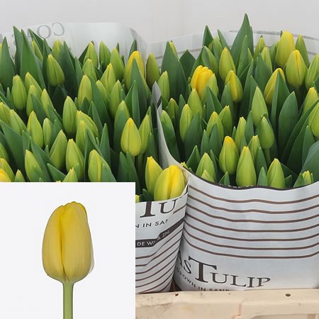 Tulips Novi Sun