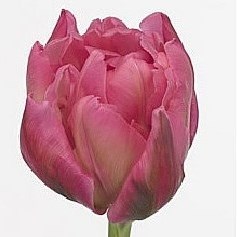 Tulips Oeral