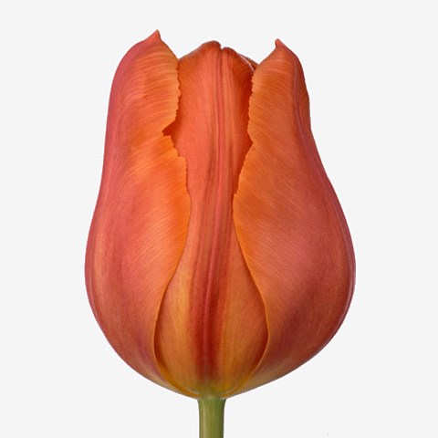 Tulips Orange Flight