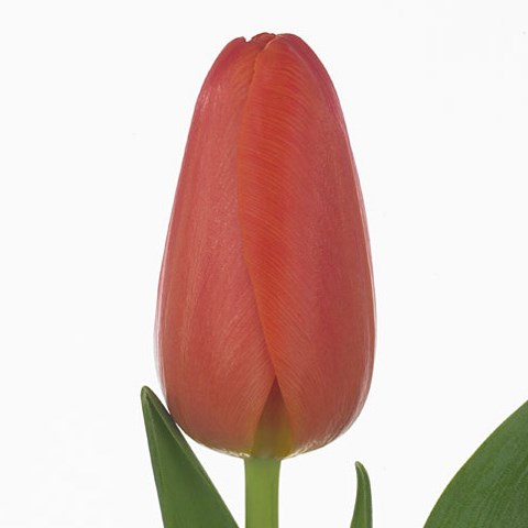 Tulips Orange Juice