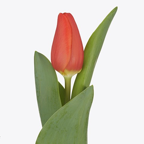 Tulips Orange Sherpa