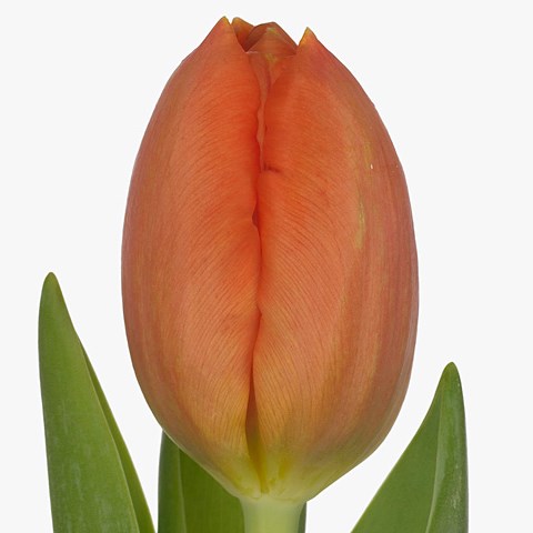 Tulips Orange Surprise
